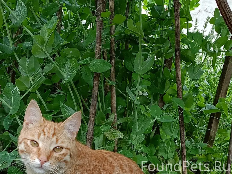 Пропал кот Рыжий / Кот