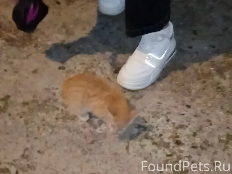 Найден рыжий котёнок, улица Гагарина