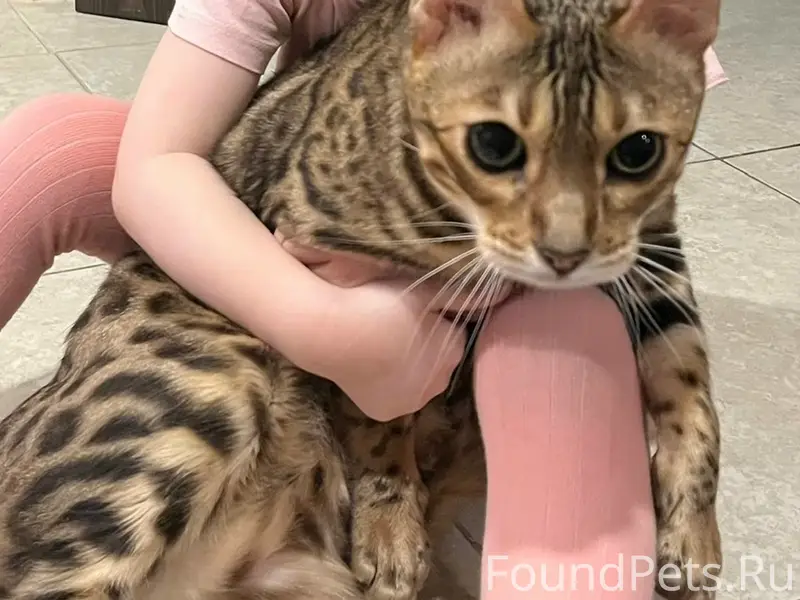 Пропал бенгальский кот Лео, Архангельская д.7