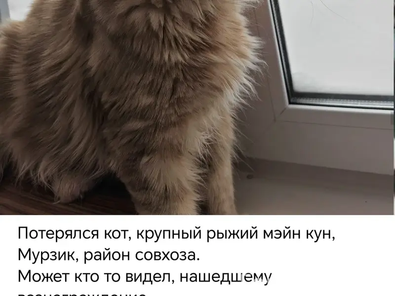 Пропал кот, неизвестно где