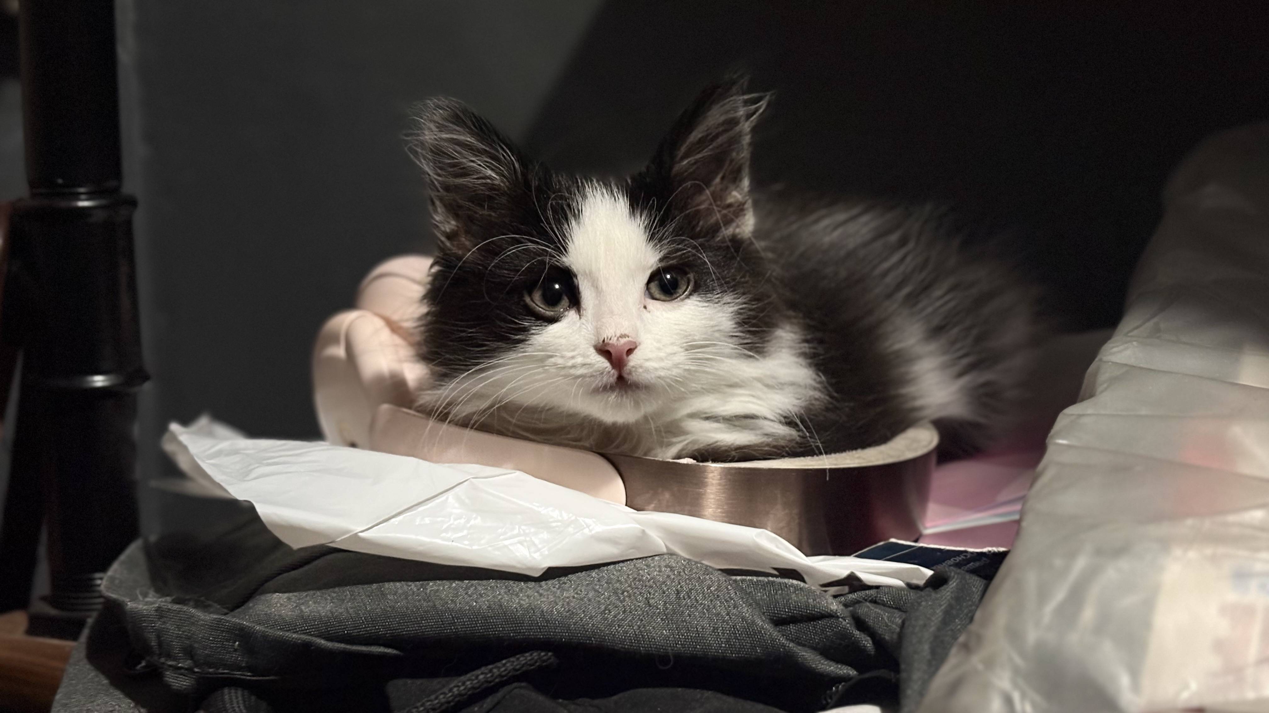 ПРОПАЛ КОТЕНОК