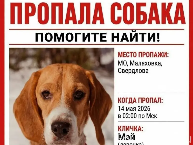 Пропала бигль Мэй, Малаховка