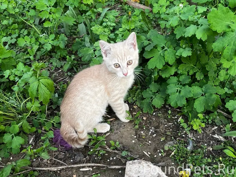 Пропал котёнок персикового цвета, 2 Мкр