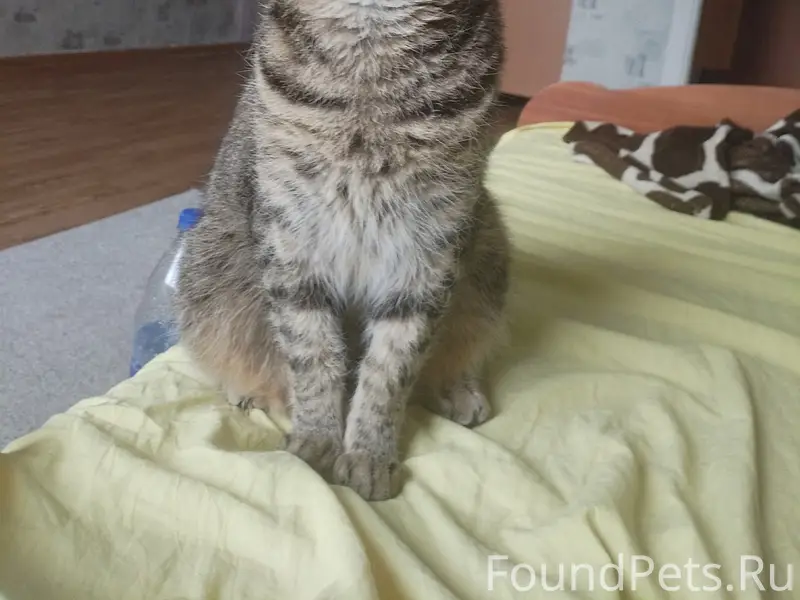 Пропал кот, ул. Ленинградская