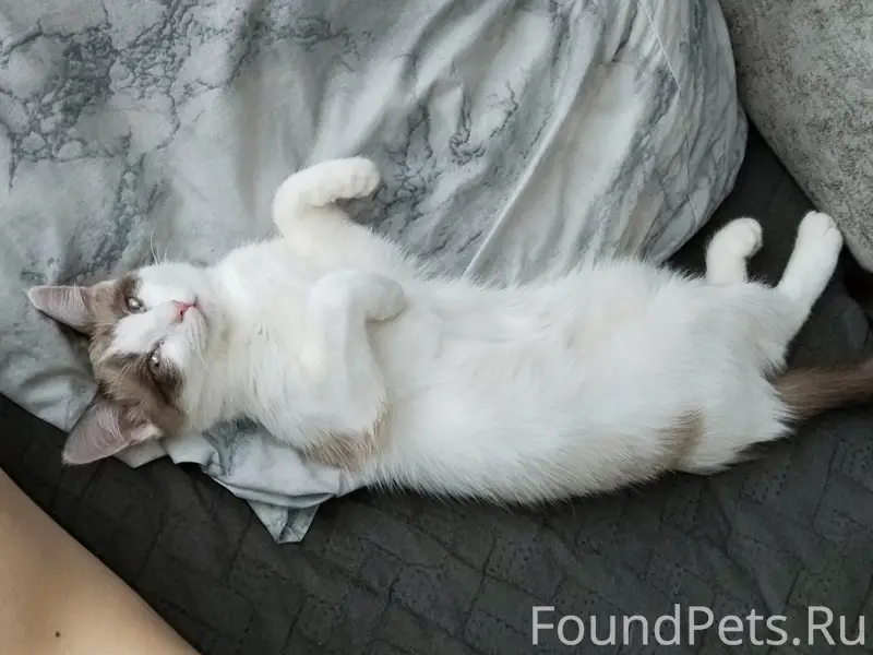 Пропала кошка, район сельхозтехники
