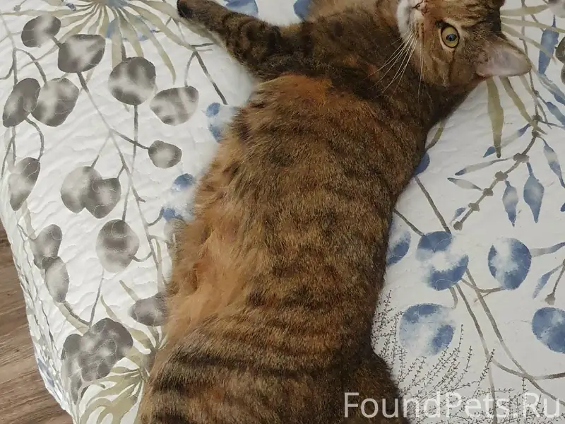 Пропала кошка Фани, ул. Ворошилова