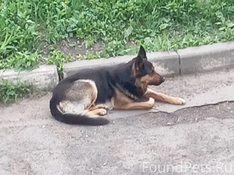 Найден пёс, район Уюта, Орёл