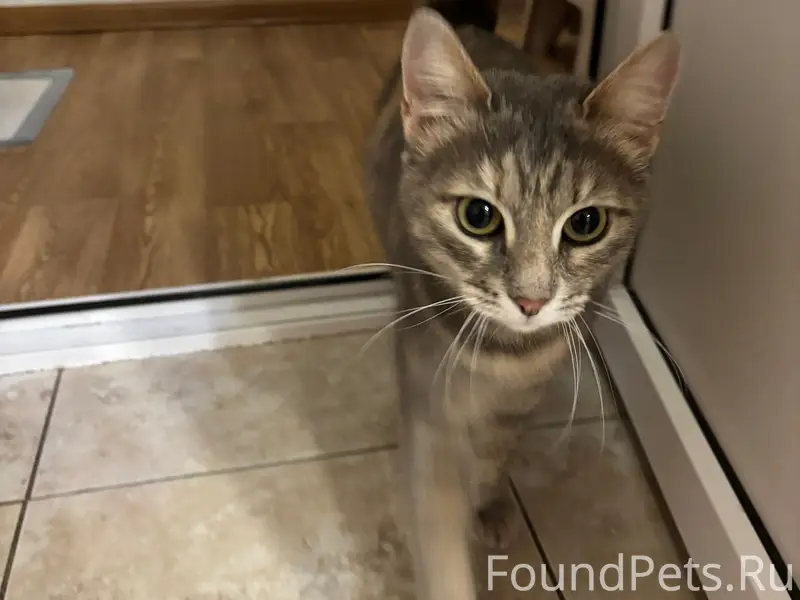 Найдена кошка, центр Энгельса