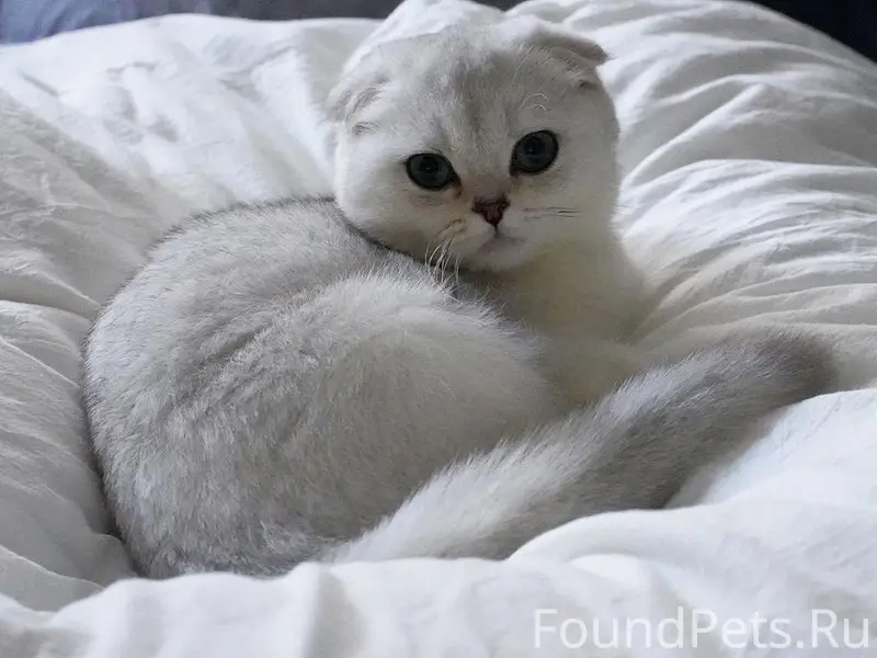 Пропала кошка, Верхняя Гурьевка