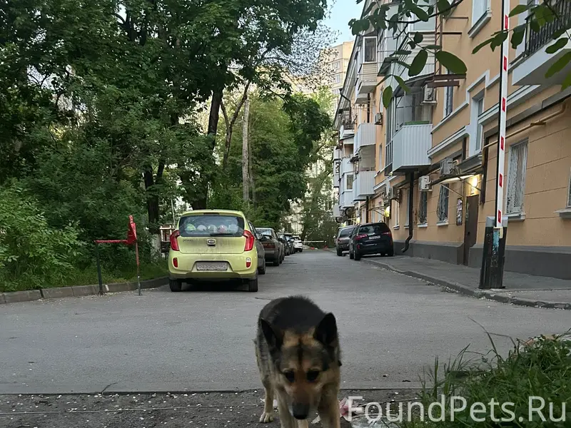 Найдена овчарка, [место не указано]