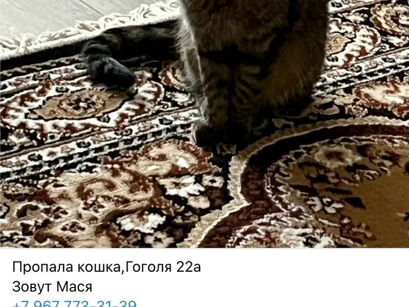 Пропала кошка Мася, Гоголя 22а