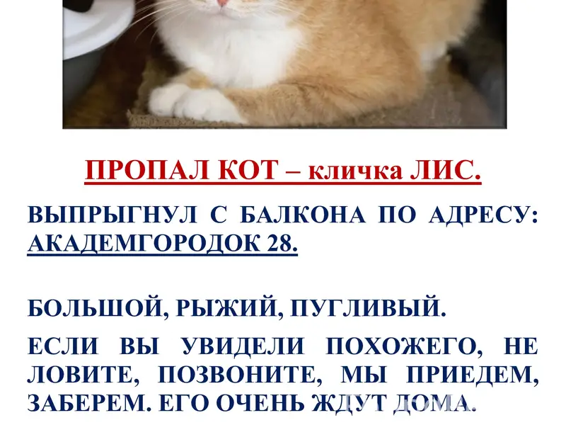 Пропал рыжий кот Лис, Академгородок