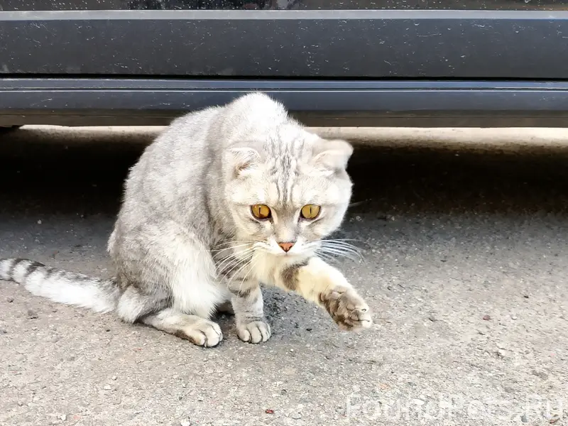 Найден породистый кот, ул. Обоянская