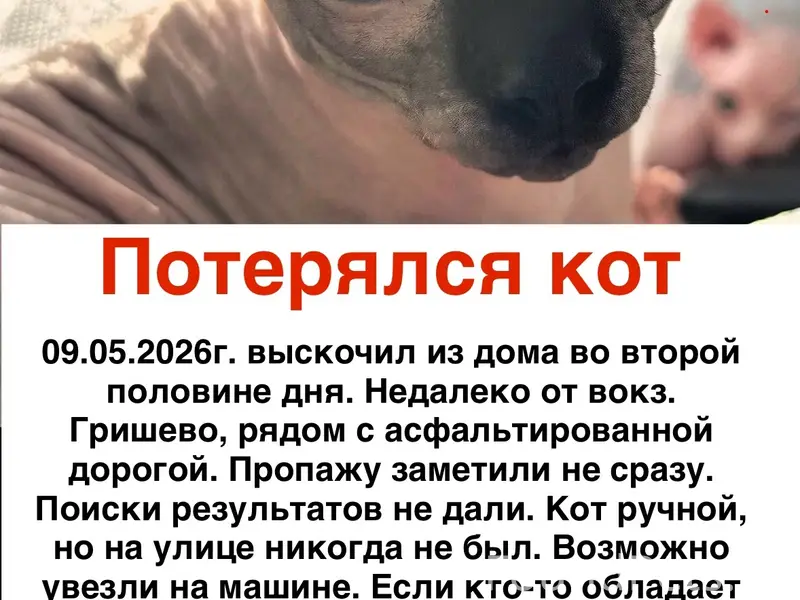 Пропал кот, Трактовая улица