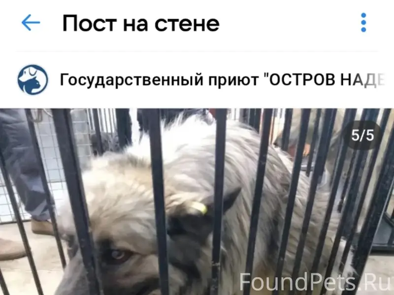 Пропала собака, остров смерти