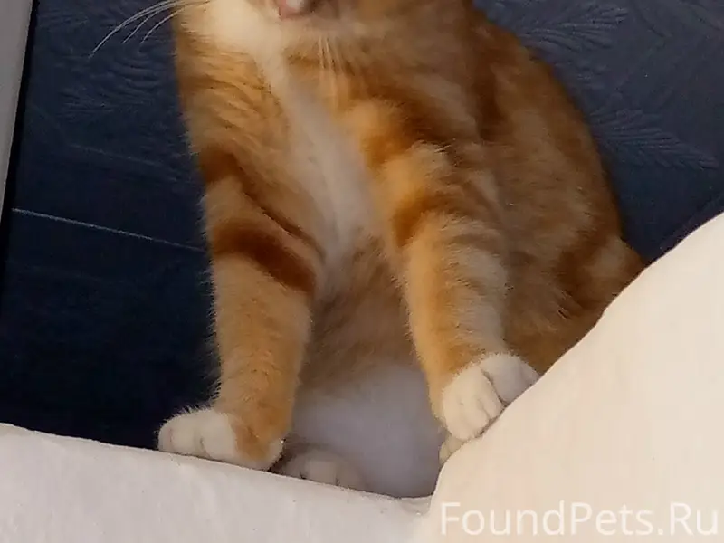 Пропал котик