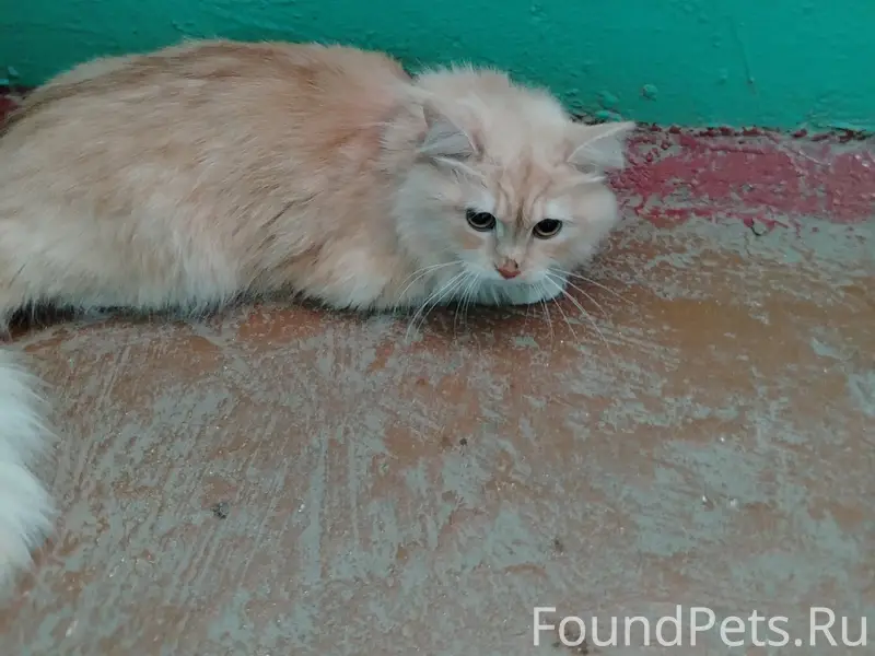 Найдена кошка, пересечение улиц Вокзальная и Садовая