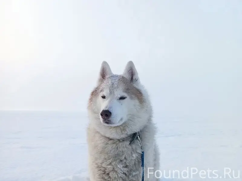 Пропал Джой, собака