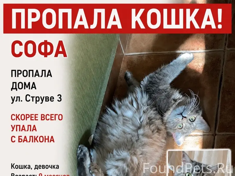 Пропала кошка, мкр. Железнодорожный
