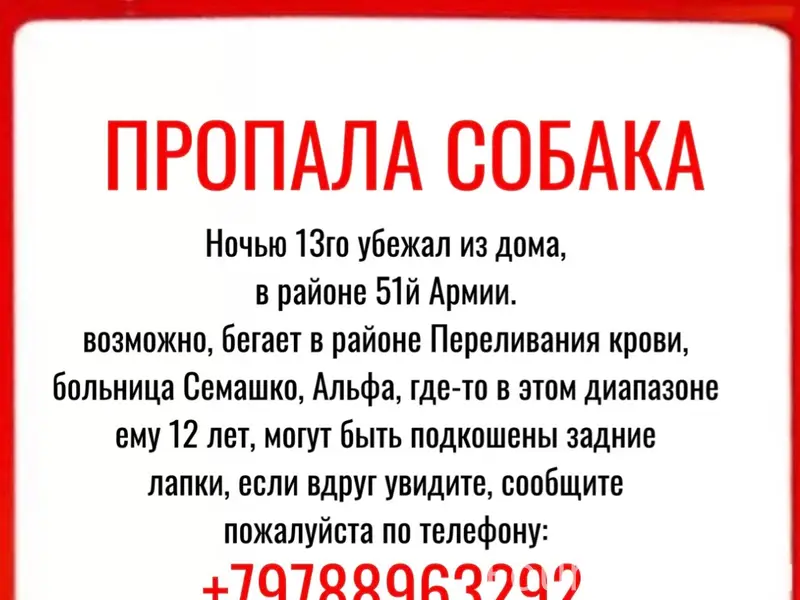 Пропал овчар, район 51й Армии