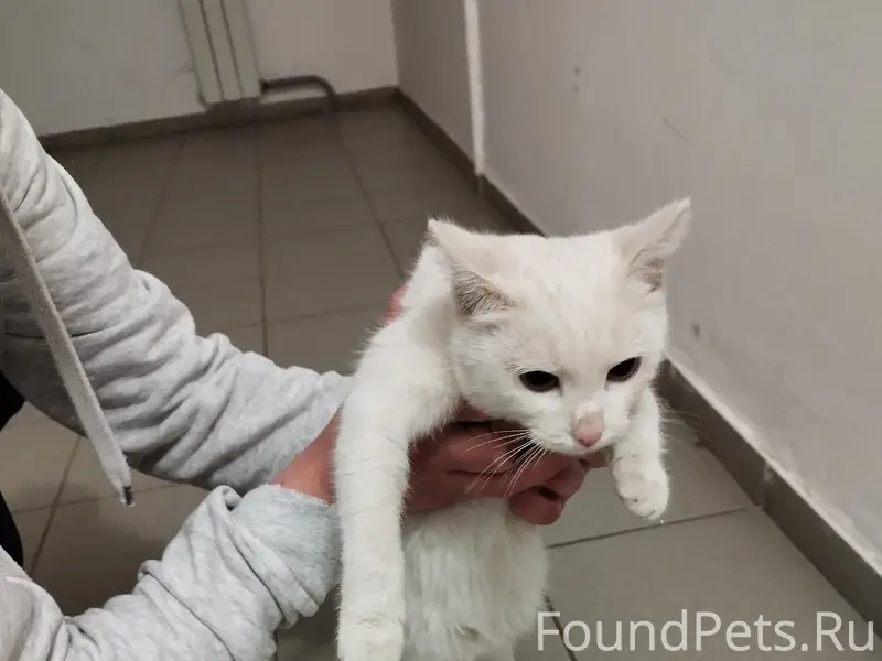 Найдена кошка, 15 мкр.
