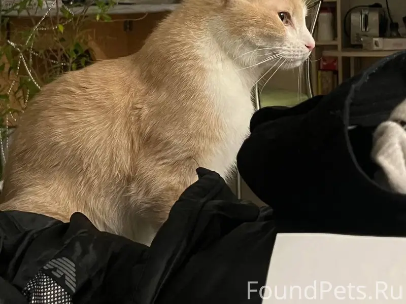 Найден кот, Эжва