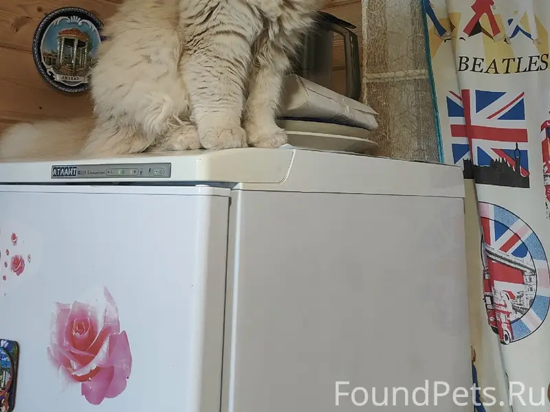 Пропал кот, 