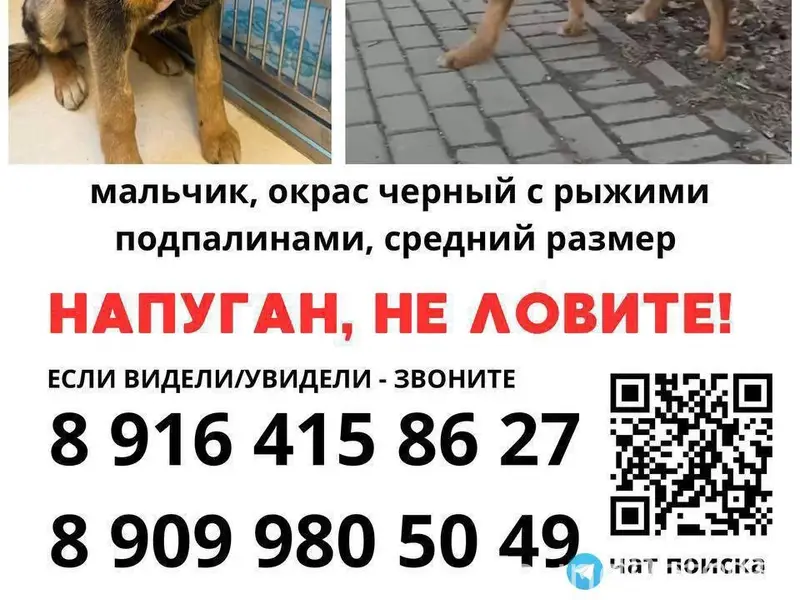 Пропал щенок, Бескудниковский