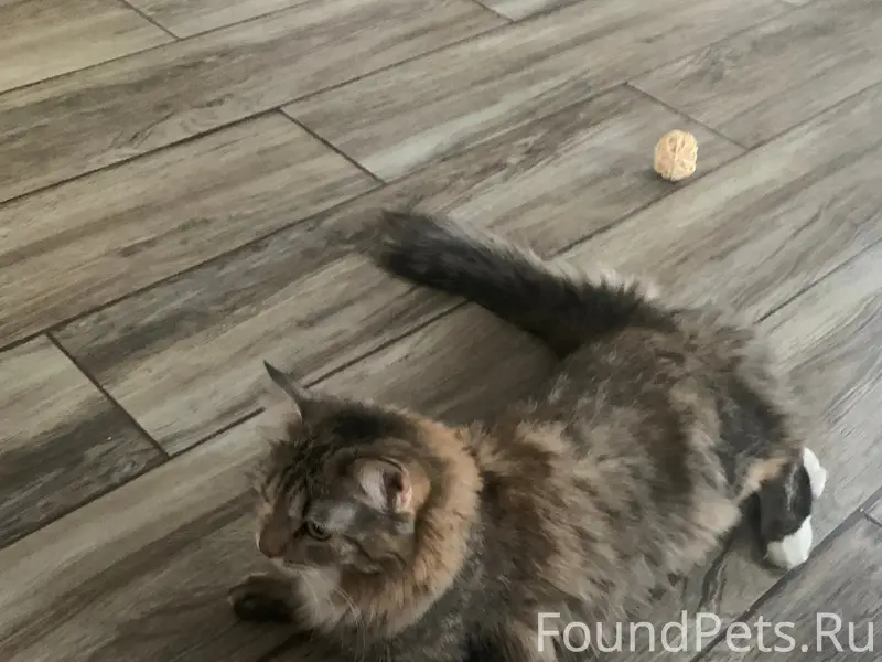 Пропала кошка, Нижнее Велино