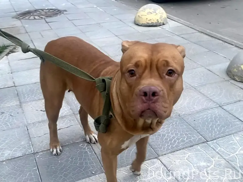 Пропал пёс, Боровск