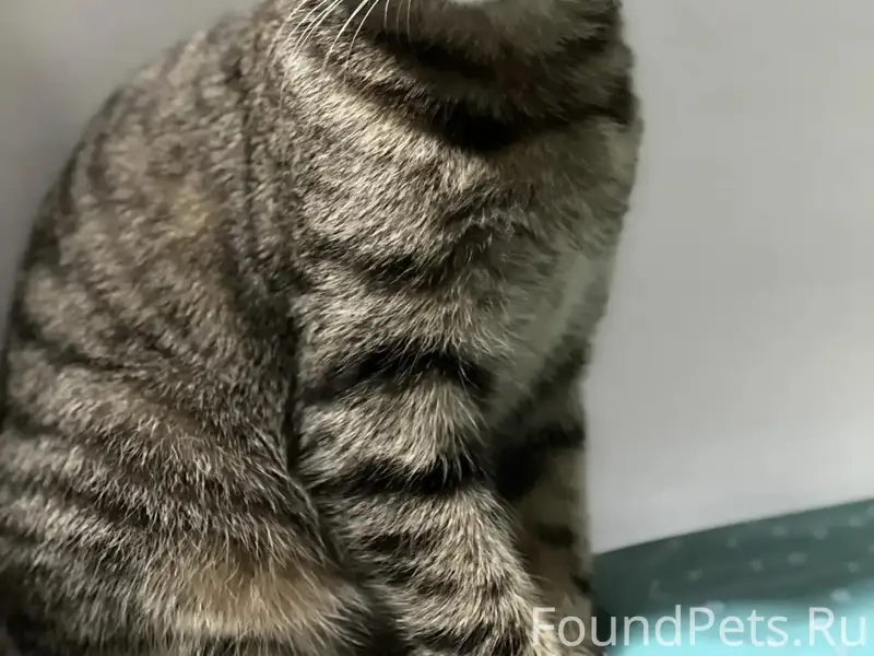 Пропала кошка, Свобода 18