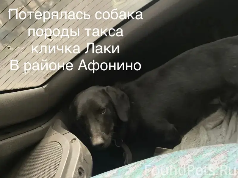 Пропала такса, пропал пёс, потерялась собака
