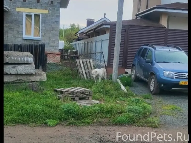 Пропал алабай, видели по округе