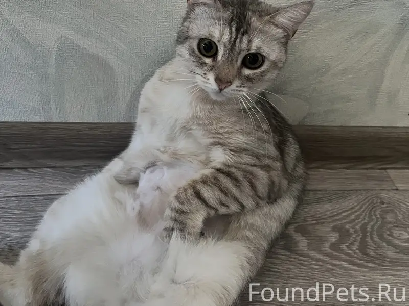 Пропала кошка
