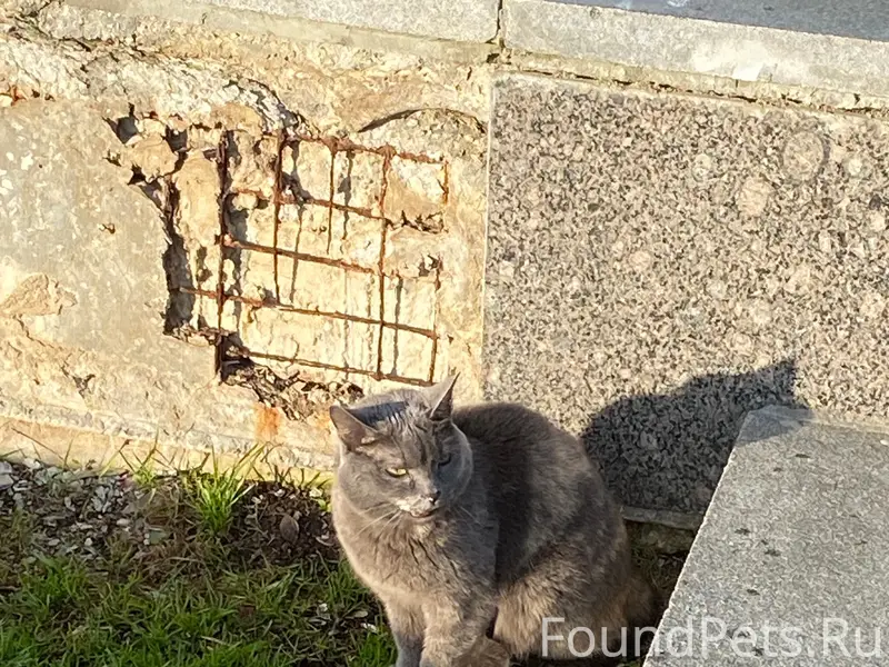Найден котик, пандус у дк узтм