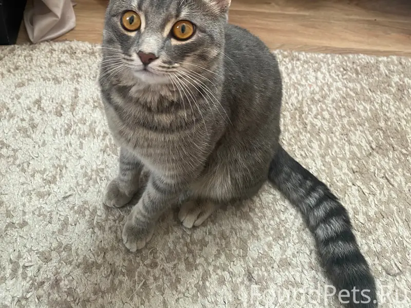 Пропал кот, около магазина Чижик