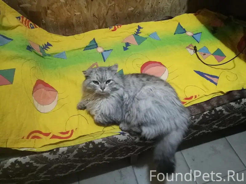 Пропал кот Пушок, Феодосия