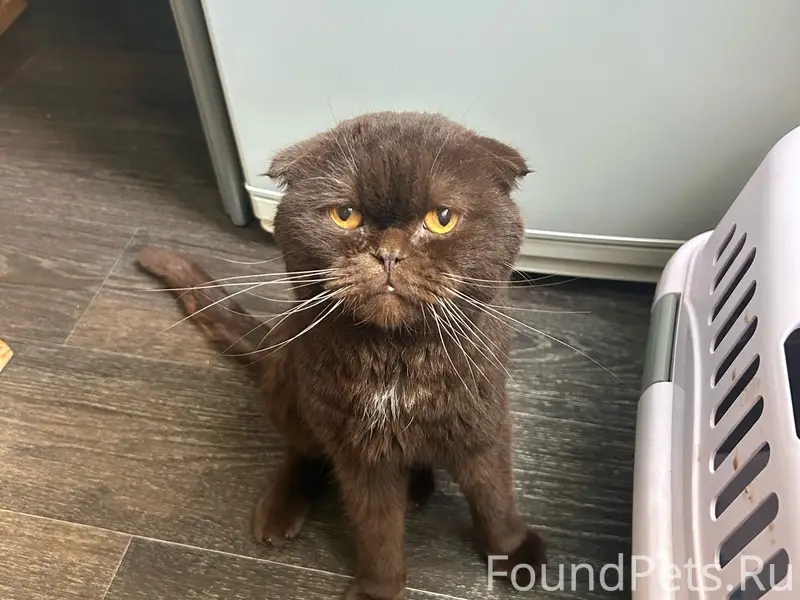 Найден шотландский вислоухий кот, район Чкалова