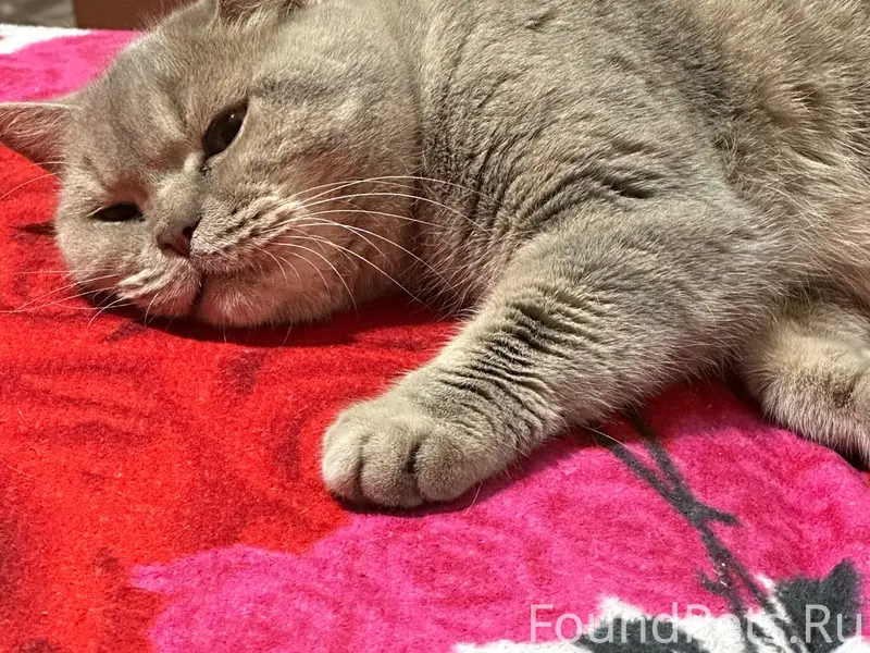 Пропала кошка, нет хвоста, звоните 89223113005