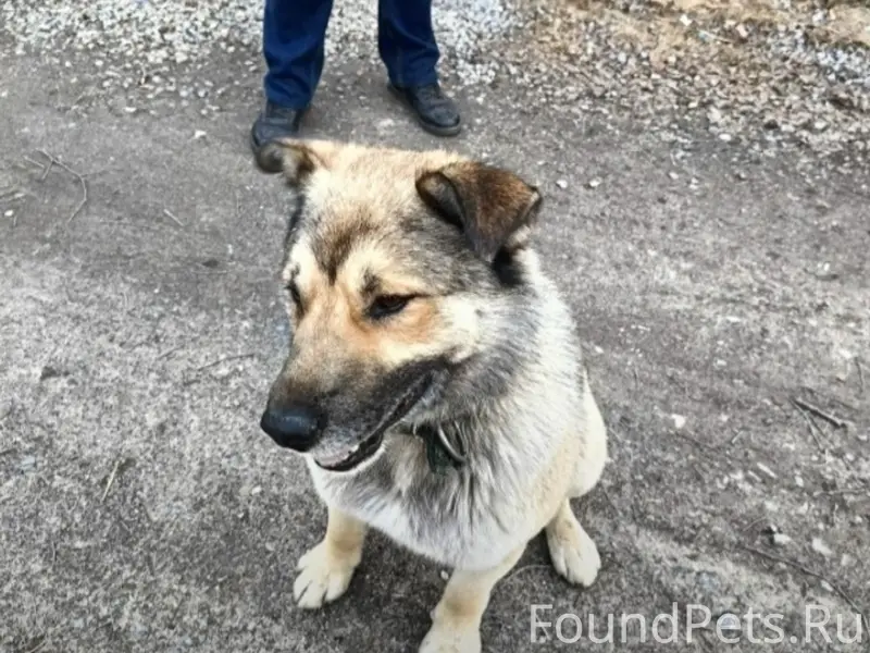Найден пёс, Кольский район