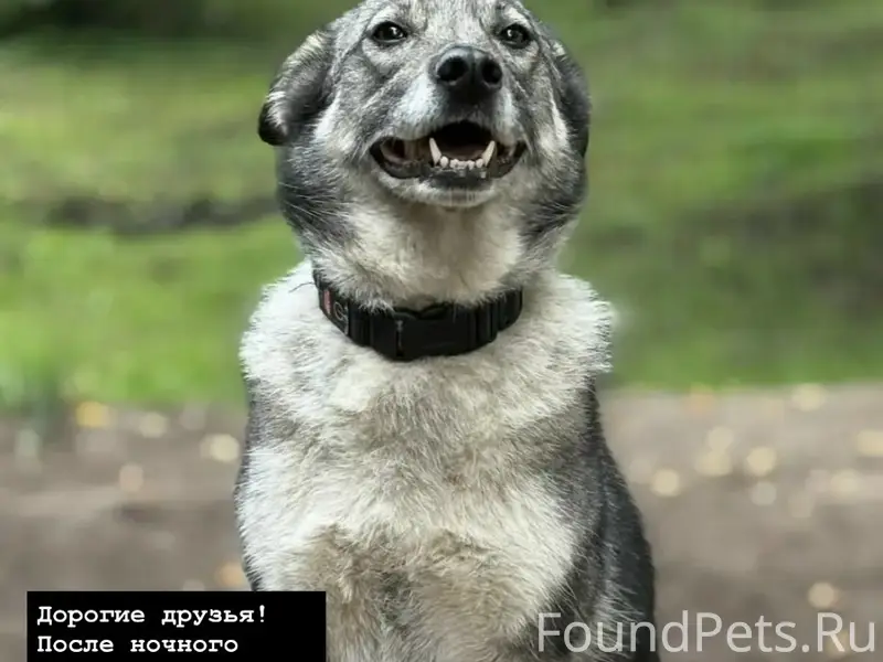 Пропала собака Руна, Горроща