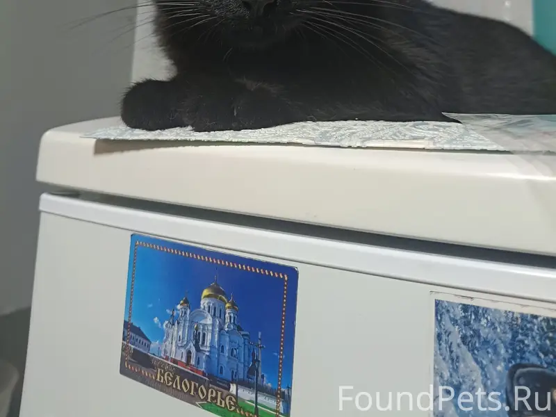 Пропал чёрный кот, Южный