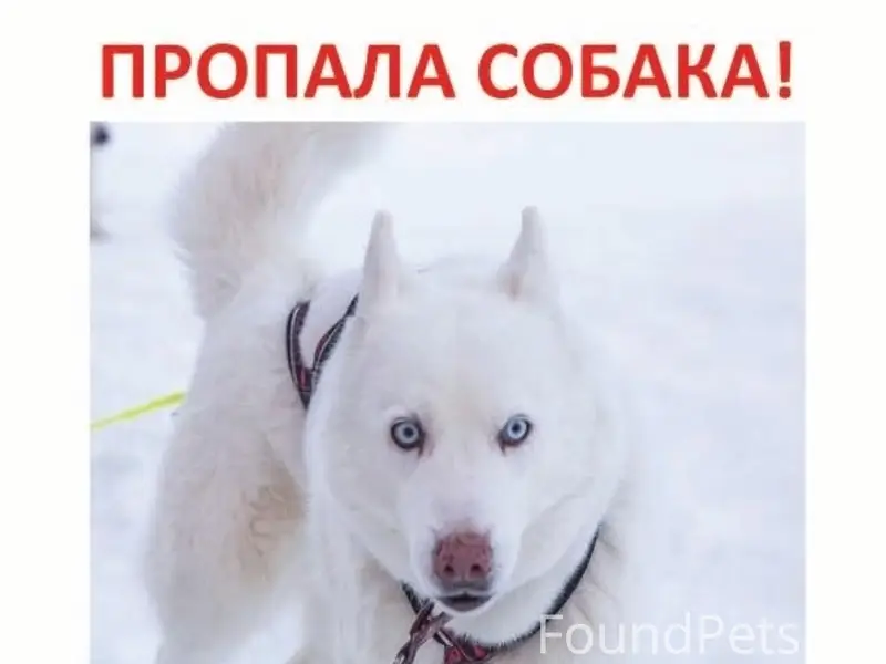Пропала собака, неизвестное местоположение