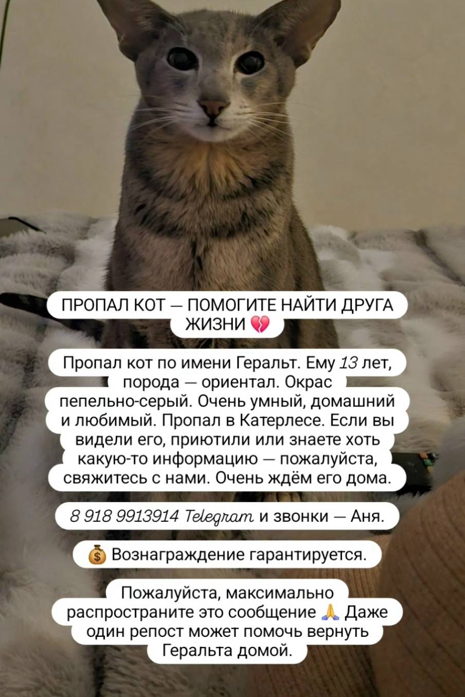 Пропал ориентал Геральт, Катерлес