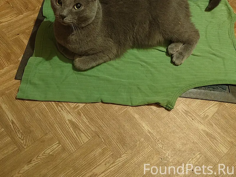 Найден кот, ул. Горьковская