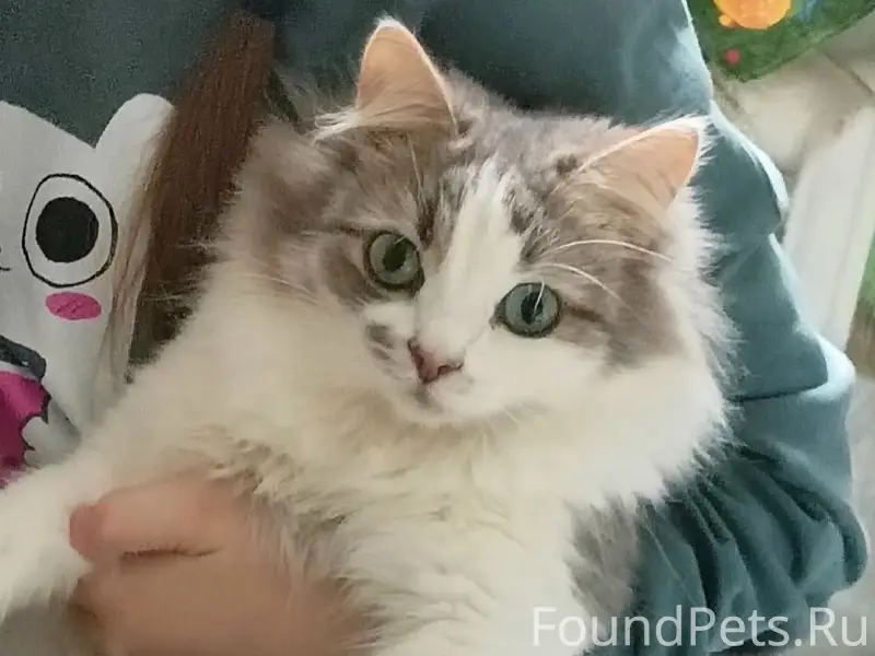 Пропал кот, ст. Троллейбус, Доронино