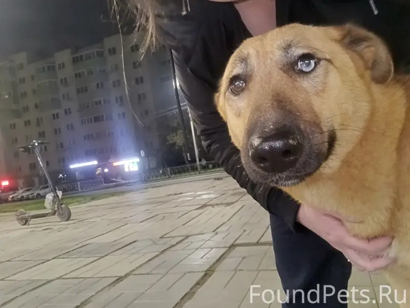 Найдена собака Надя, Верхняя Пышма