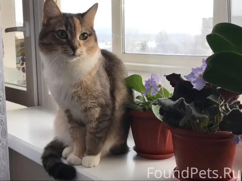 Пропала кошка Буся, район белой школы