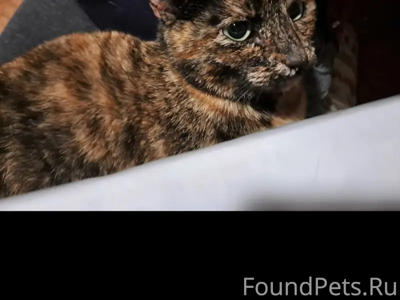 Пропала кошка Лина, Гатчина