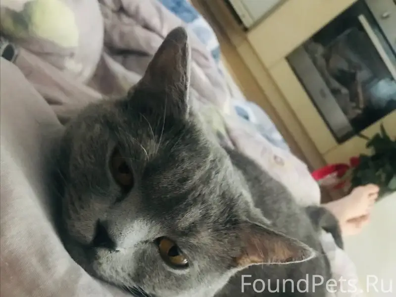Пропала кошка Эля, район Зареки